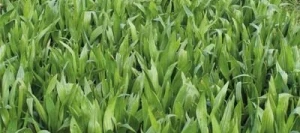 Plantain CAPTAIN non traité