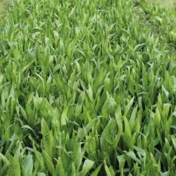 Plantain CAPTAIN non traité