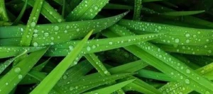 Festulolium VIZULE non traité