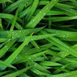 Festulolium VIZULE non traité