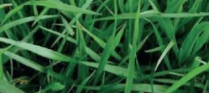 Fétuque des prés MERIFEST non traité