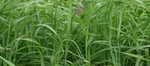 Fléole des prés RAKEL AB non traité