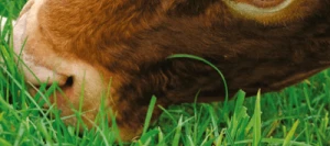 Dactyle DACTINA non traité