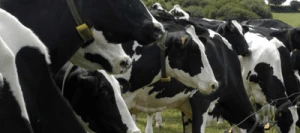 Ray grass Anglais CALAO non traité