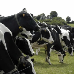 Ray grass Anglais CALAO non traité