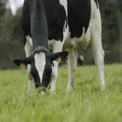 Ray grass Anglais CARVALLO non traité