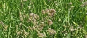 Dactyle AMBA non traité