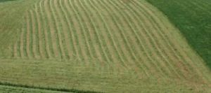 Ray grass Anglais OZIA non traité