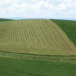 Ray grass Anglais OZIA non traité