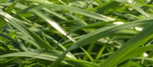 Ray grass hybride MELPRIUS AB non traité