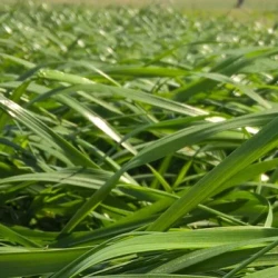 Ray grass hybride MELPRIUS AB non traité