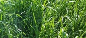 Ray grass hybride RUSA non traité