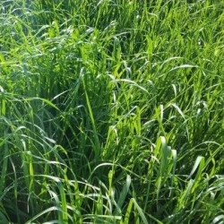 Ray grass hybride RUSA non traité