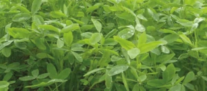 Trèfle Alexandrie LORENA AB non traité