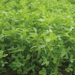 Trèfle Alexandrie LORENA AB non traité