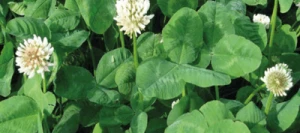 Trèfle blanc CEIBO non traité