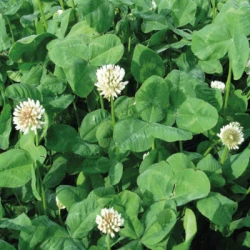 Trèfle blanc CEIBO non traité