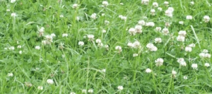 Trèfle blanc LUSTAR non traité