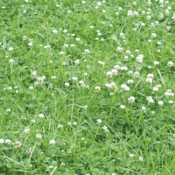 Trèfle blanc LUSTAR non traité