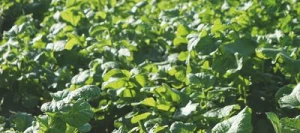 Couverts NEMASOL Rasta Roquette non traité