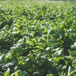 Couverts NEMASOL Rasta Roquette non traité