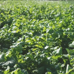 Couverts NEMASOL Rasta Roquette non traité