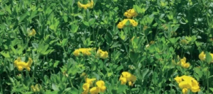 Lotier corniculé NORTON AB non traité