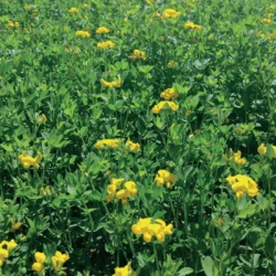 Lotier corniculé NORTON AB non traité