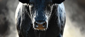 Triticale TREECKO AB non traité