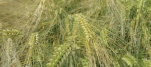 Orge 6R FRIMOUSSE VIBRANCE GOLD