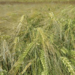 Orge 6R FRIMOUSSE VIBRANCE GOLD