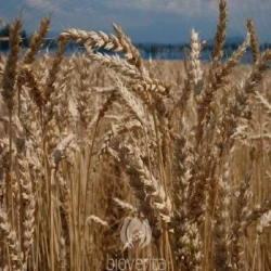 Blé tendre WITAL AB non traité