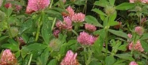 Trèfle violet NELSON 2n AB non traité