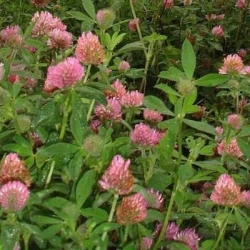 Trèfle violet NELSON 2n AB non traité