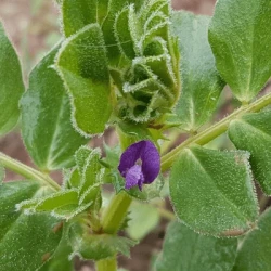 Vesce de Narbonne non traité