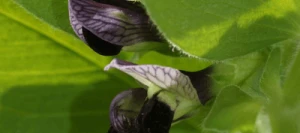 Vesce de Narbonne non traité