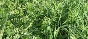 Vesce de Pannonie BETA non traité