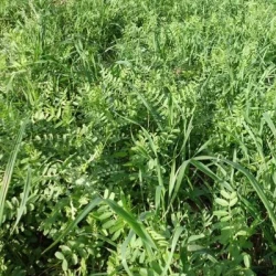 Vesce de Pannonie BETA non traité