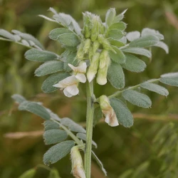 Vesce de Pannonie BETA non traité