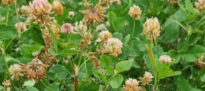 Trèfle hybride DAWN non traité