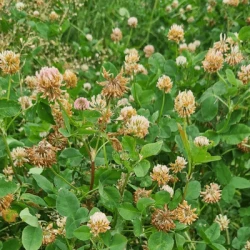 Trèfle hybride DAWN non traité