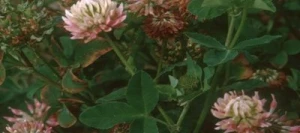 Trèfle hybride CONSTELLATION non traité