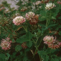 Trèfle hybride CONSTELLATION non traité