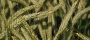 Triticale TANTRIS VIBRANCE GOLD