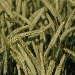 Triticale TANTRIS VIBRANCE GOLD