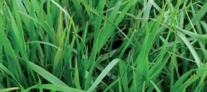 Fétuque des prés LIBON non traité