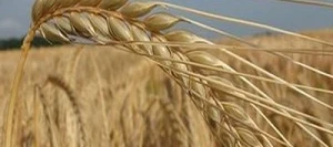 Orge 2R CARPENTER AB non traité