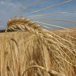 Orge 2R CARPENTER AB non traité