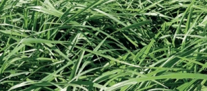 Brome BARUZZO non traité