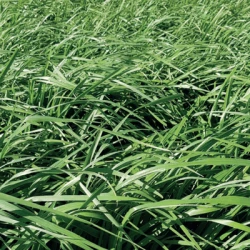 Brome BARUZZO non traité